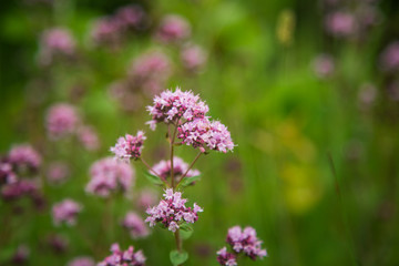 Beautiful purple oregano flowers blooming in the meadow. Natural herbal tea.