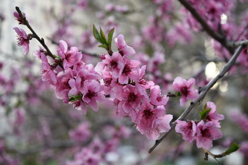 blooming cherry tree