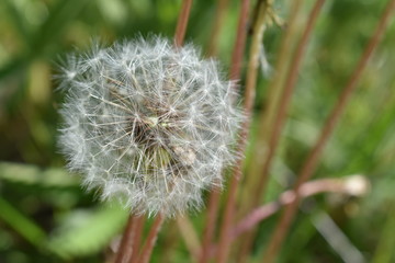 dandelion on green background