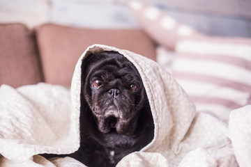 pug dog is having fun playing under the blanket. Lying on a brown couch looking at the camera with tender eyes wrapped in a white blanket. Puppy at home concept