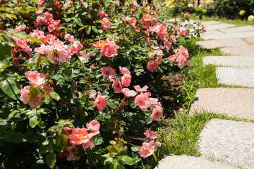 靭公園のバラ園