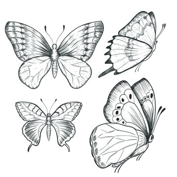 Sketch ink graphic butterflies set illustration, draft silhouette drawing, black on white line art. Vintage etching nature design.