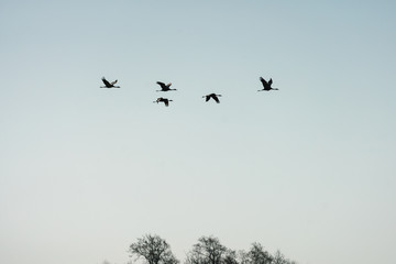 Cranes fly in the blue sky above the trees