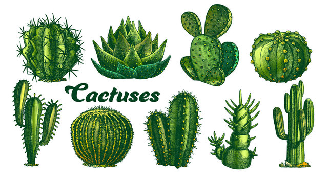 Collection Desert Plants Cactus Set Vintage Vector. Different Succulent Prickly Spine Cactus Exotic Nature Decorative Houseplant Concept. Designed Template Color Illustrations