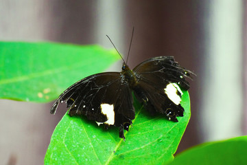 A beautiful butterfly stands on a tree