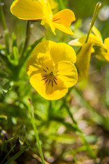 Beautiful, brifgt pansy flowers in the garden. Colorful spring scenery with flowers.