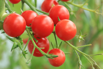 Kirschtomaten