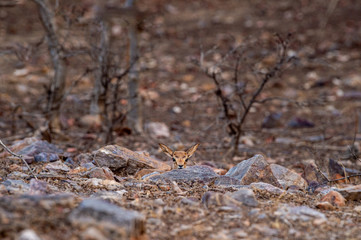 chinkara or Gazella bennettii or Indian gazelle fawn split with her mother and found alone at ranthambore tiger reserve, india