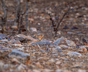 chinkara or Gazella bennettii or Indian gazelle fawn split with her mother and found alone at ranthambore tiger reserve, india