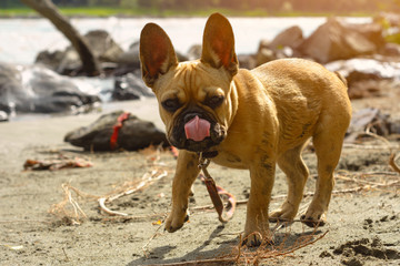 French Bulldog puppy licks. Vacation with a pet. Dog for a walk