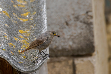 redstart while feeding at my farm