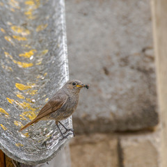 redstart while feeding at my farm