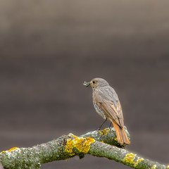 redstart while feeding at my farm