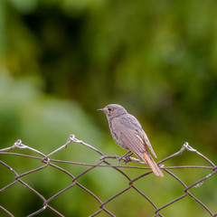 redstart while feeding at my farm
