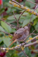 redstart while feeding at my farm