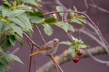 redstart while feeding at my farm