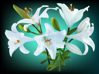 Fototapeta na wymiar white lily bunch on dark blue background