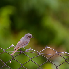redstart while feeding at my farm