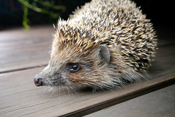 Young hedgehog in natural habitat