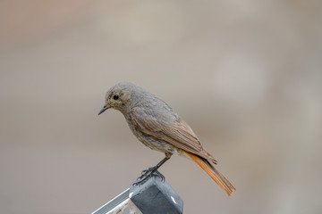 redstart while feeding at my farm