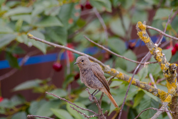 redstart while feeding at my farm