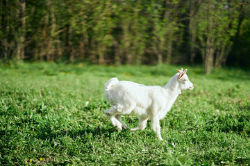 Obraz premium goat on a meadow