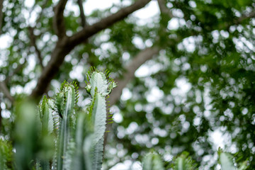 Closeup image of euphorbia ingens cactus trees