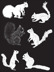 sketches of six squirrels isolated on black