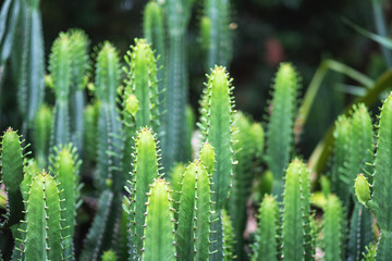 Closeup image of euphorbia ingens cactus trees
