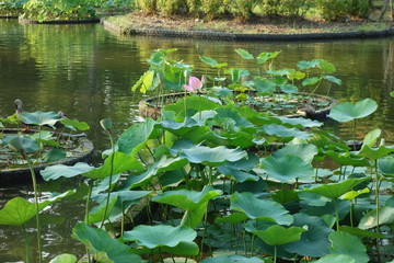 池に浮かぶ蓮の葉と花