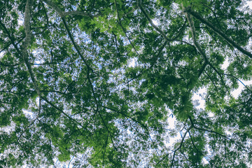 Trees and green leaves background