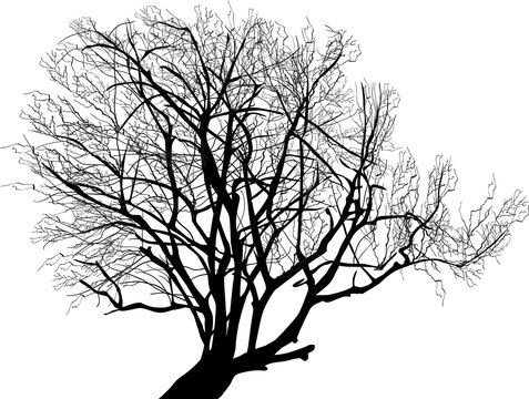 bare black winter tree silhouette isolated on white