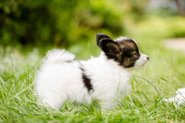 Puppy standing in profile