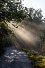 View of a road with sunrays cutting through the mist, and creating beautiful trees shadows textures on the ground