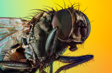 An extreme macro of a housefly. Stack of photos.
