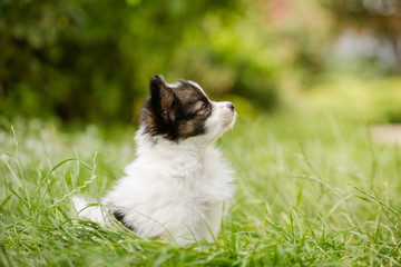 Puppy looking up