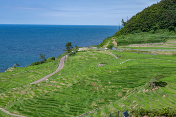海岸沿いの千枚田の風景