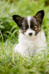 puppy of breed papillon on grass