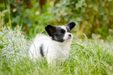 puppy in the garden