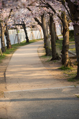 春の妙法寺川公園