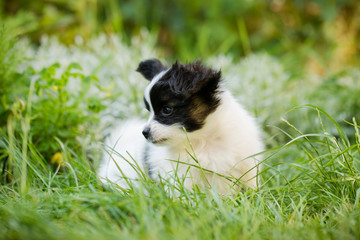 Obraz premium playful puppy papilon