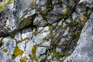 Moss covered marble stone surface in the cracks