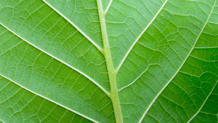 Green leaf macro photo.  Green leaf  background. Green leaf texture