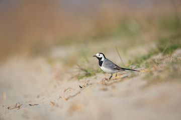 White wagtail closeup shot with blurred background