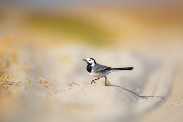 White wagtail closeup shot with blurred background