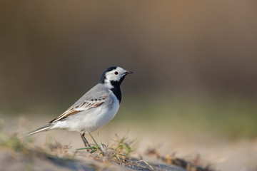 White wagtail closeup shot with blurred background