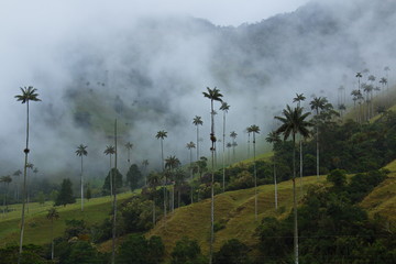 Landscape in Cocora valley near Salento in Colombia