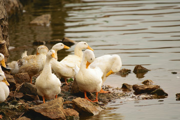 Birds meeting in the morning lake side