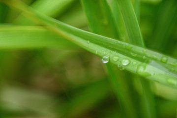 dew on green grass