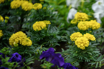 yellow flowers in the garden